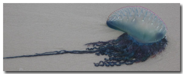 Best Florida Beaches: Treating a Jellyfish Sting--Ouch!