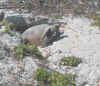 gopher_tortoise6413.jpg (49122 bytes)