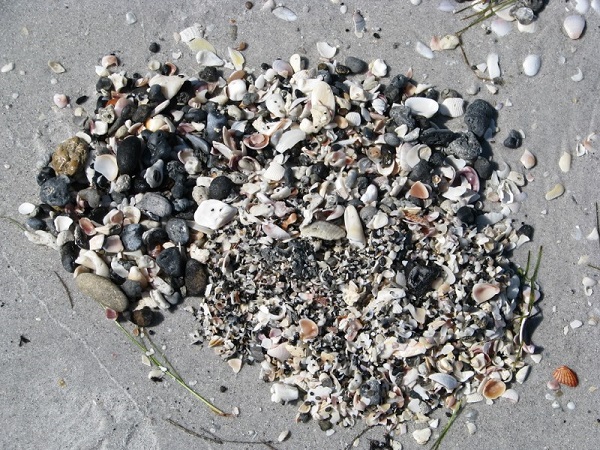 A sample of sand, shell and fossils from Don Pedro Island beach.