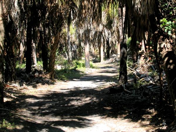 Shady palm hammock in interior Egmont Key, Florida