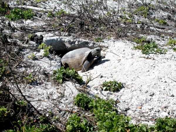 Gopher Tortoise at home in her Egmont Key burrow.