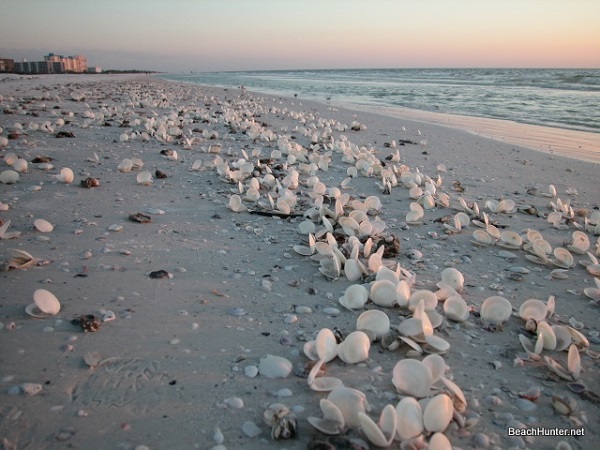 Shells on Fort Myers Beach, Florida