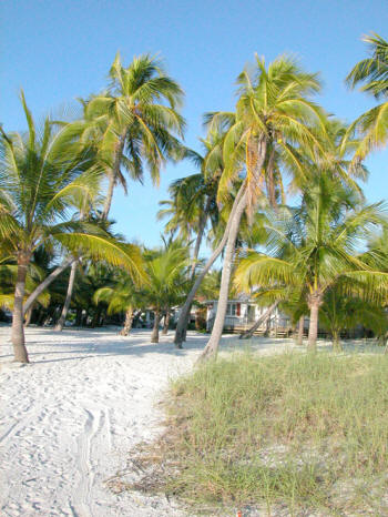 fort myers beach cottage with coconut palms.jpg