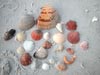 florida beaches shells graphic.jpg