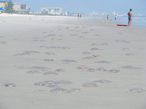 Moon jellyfish washing up in large numbers on Cocoa Beach, FL.