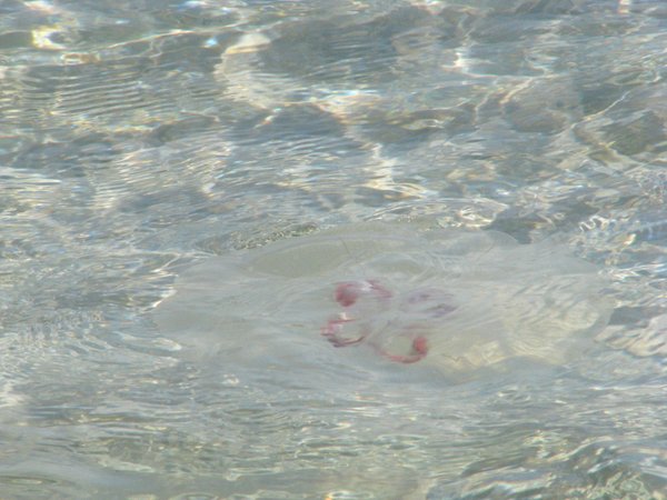 Moon jellyfish nearly invisible in the water.
