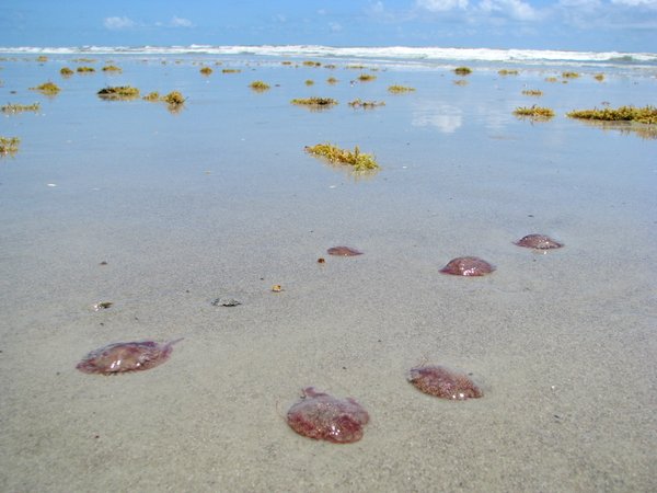 Purple jellyfish mass stranding on Cocoa Beach, Florida.