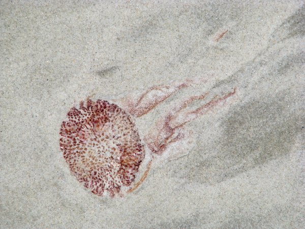 Dried Purple jellyfish on the beach.