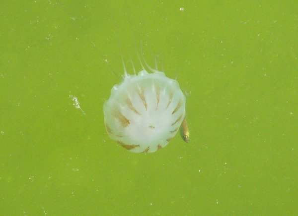 Jellyfish with companion fish.