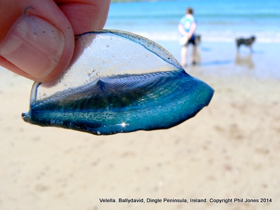 By the Wind Sailor Jellyfish Velella Velella Member Of The Blue Fleet 