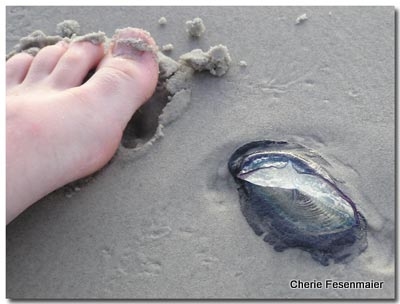by-the-wind sailor jellyfish | Velella velella