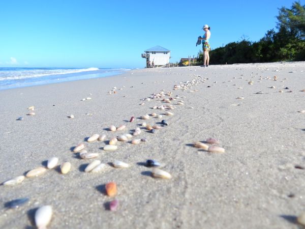 Little Gasparilla Island beach with coquina shells.