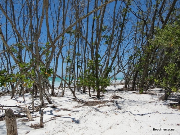 Mangroves on the beach at Beer Can Island, Florida.