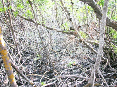 red mangrove roots on Lover's Key, Florida