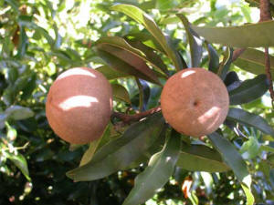 Sapodilla fruit on tree photo.jpg