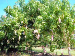 Pine Island Florida mango tree photo.jpg