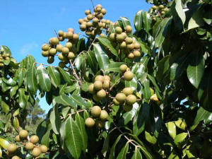 Longan fruit on tree photo.jpg