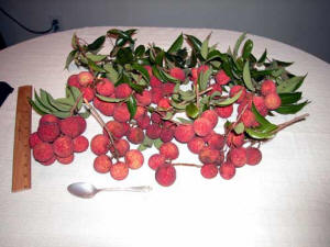 Lychee fruit after picking_photo.jpg