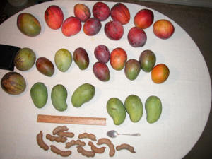 mangoes and tamarind fruit from Pine Island Florida.jpg