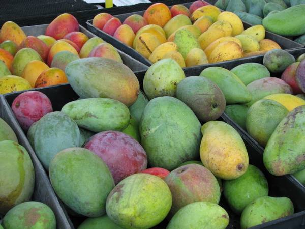 Pine Island, Florida mangoes.