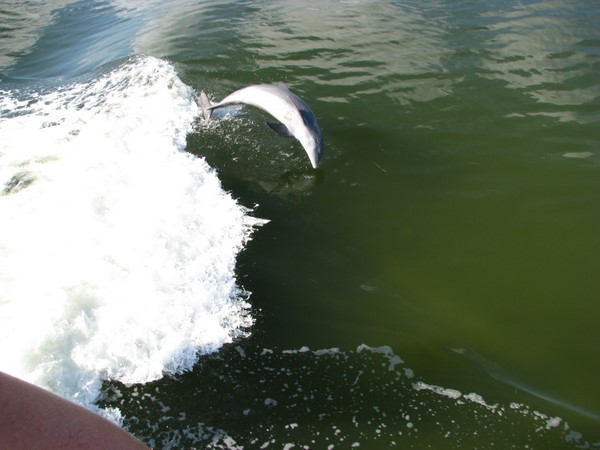 Dolphin jumping in boat wake.