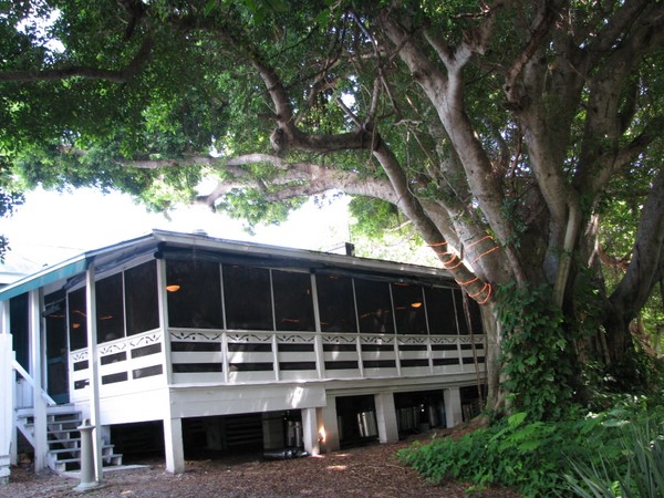 Cabbage Key Restaurant shaded by ficus tree.