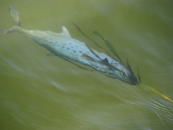 Spanish mackerel caught on Sanibel fishing pier