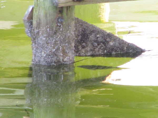 Sheepshead under the Useppa Island docks