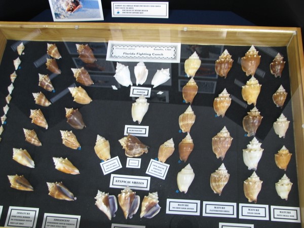 Collectie Florida Fighting Conch schelpen op de Sanibel Shell Show.