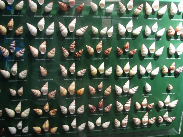 Display of Florida Tree Snail shells at Sanibel Shell Museum.