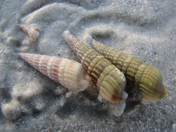 Atlantic auger shells (live)