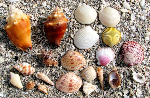 Shells on Sanibel Beach