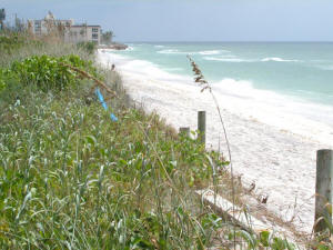 turtle beach looking south.jpg