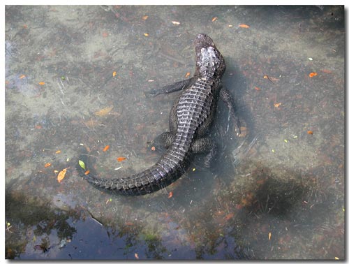 Florida alligator swimming.jpg