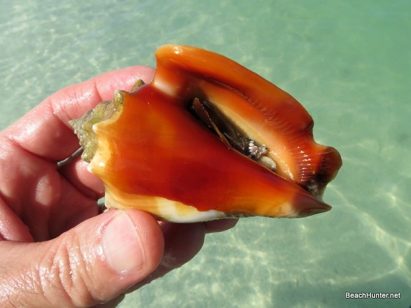 Live Florida fighting conch on St Pete Beach, FL