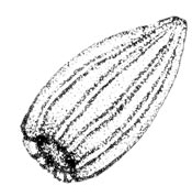 comb jelly illustration