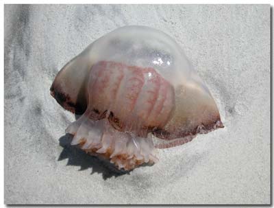Cannonball jellyfish on the beach in Florida