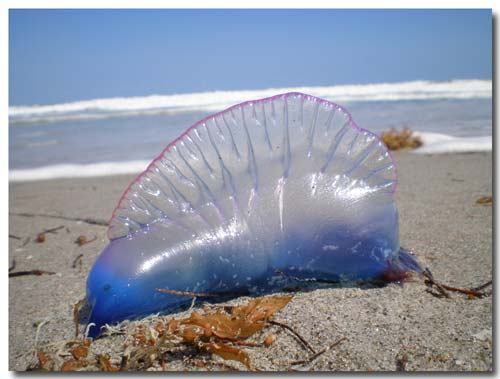7 Astounding Facts About the Blue Button Jellyfish - 30A