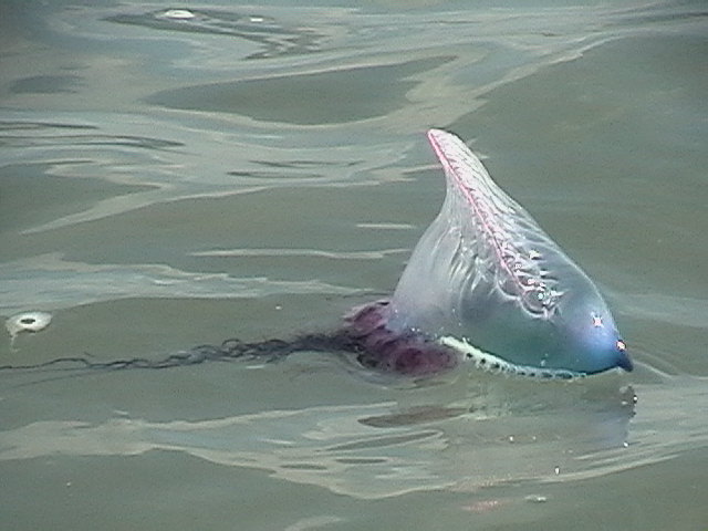 Portuguese Man-of-War jellyfish float