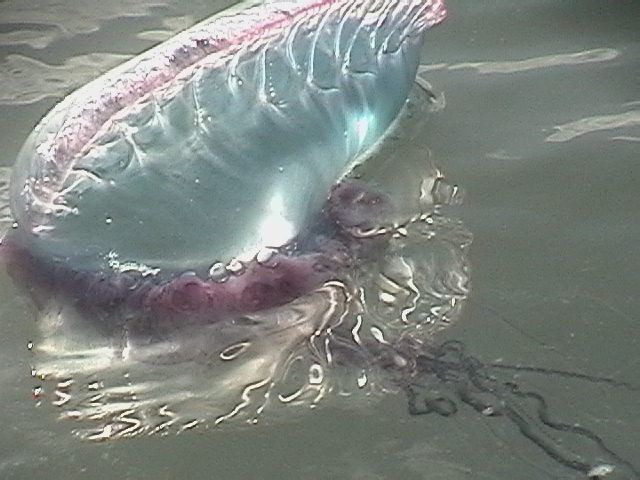 Man-of-war jellyfish