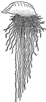 Portuguese Man of War illustration