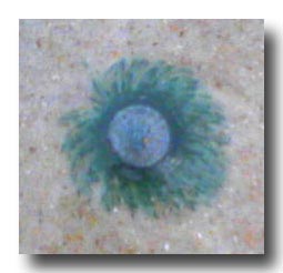 photo of a blue button jellyfish (porpita porpita)