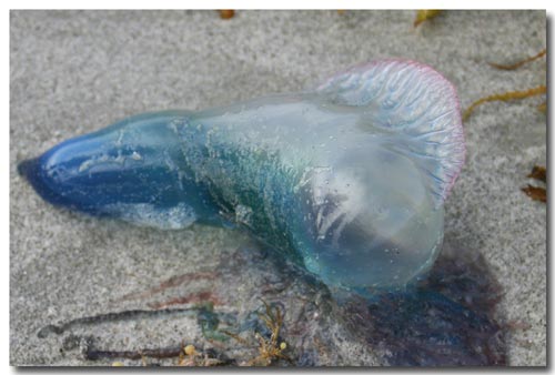 photo of a portuguese man-o-war jellyfish