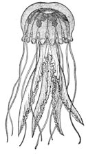 Sea Nettle jellyfish illustration