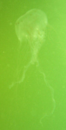 photo of Sea nettle jellyfish in the Gulf of Mexico