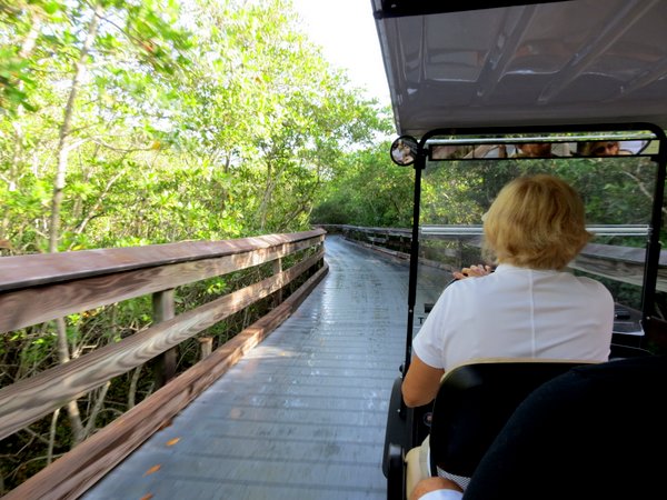 Riding the tram through the mangroves to Clam Pass beach, Naples, Florida.