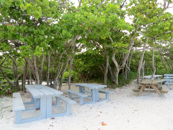 Picnic tables on the beach under seagrape trees, Delnor Wiggins Park.