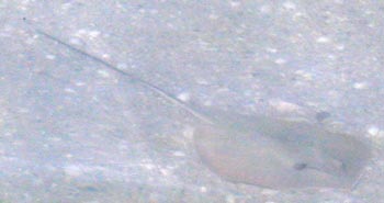 stingray in shallow water.jpg