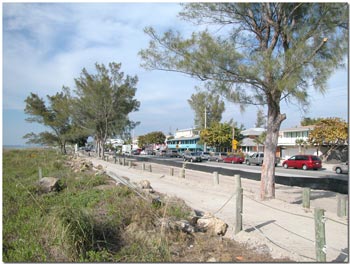 Australian pines removed at Cortez Beach