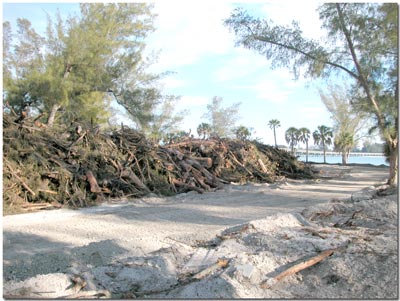 Pile of destroyed Australian pines at Coquina beach